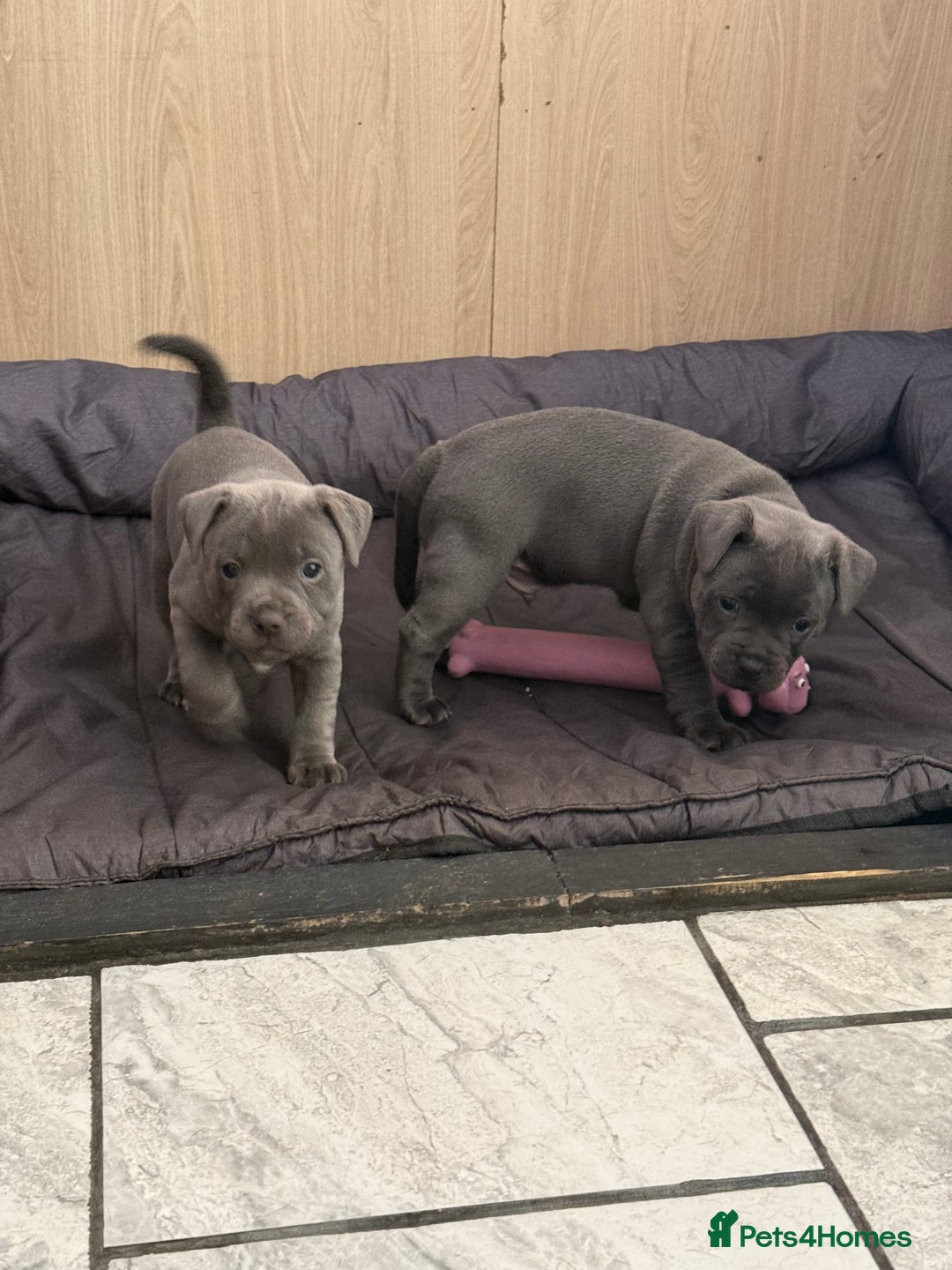Staffordshire Bull Terrier dogs for sale: Blue Staff pups - Image 11