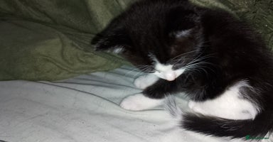 Mixed Breed cats - Advert 10