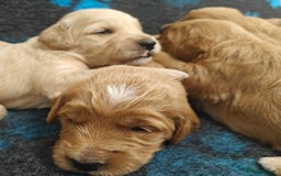 Mini Goldendoodle dogs for sale: Adorable Red & Apricot Goldendoodle Puppys - Image 2