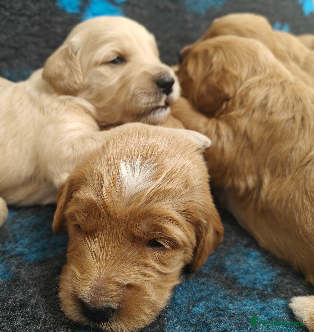 Mini Goldendoodle dogs for sale: Adorable Red & Apricot Goldendoodle Puppys - Image 2