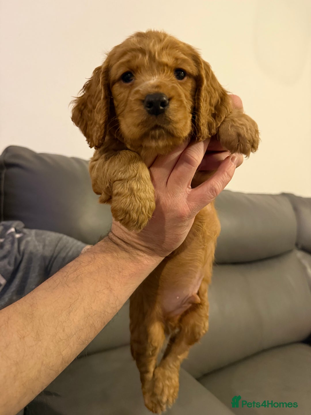 Cocker Spaniel dogs for sale: Puppies Cocker spaniel for sale - Advert 7