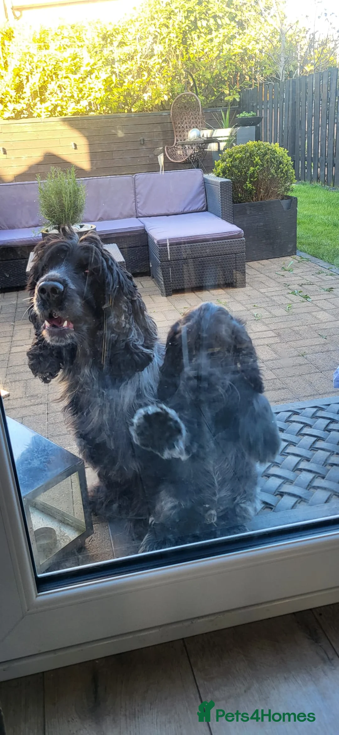 Cocker Spaniel dogs for sale: Beautiful Blue Roan Cocker Spaniel Puppy - Advert 2