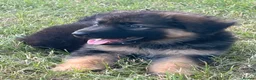 German Shepherd dogs for sale: Beautiful German shepherd puppies - Advert 3