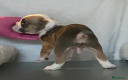 English Bulldog dogs for sale: KC registered English Bulldog Puppies  - Image 15