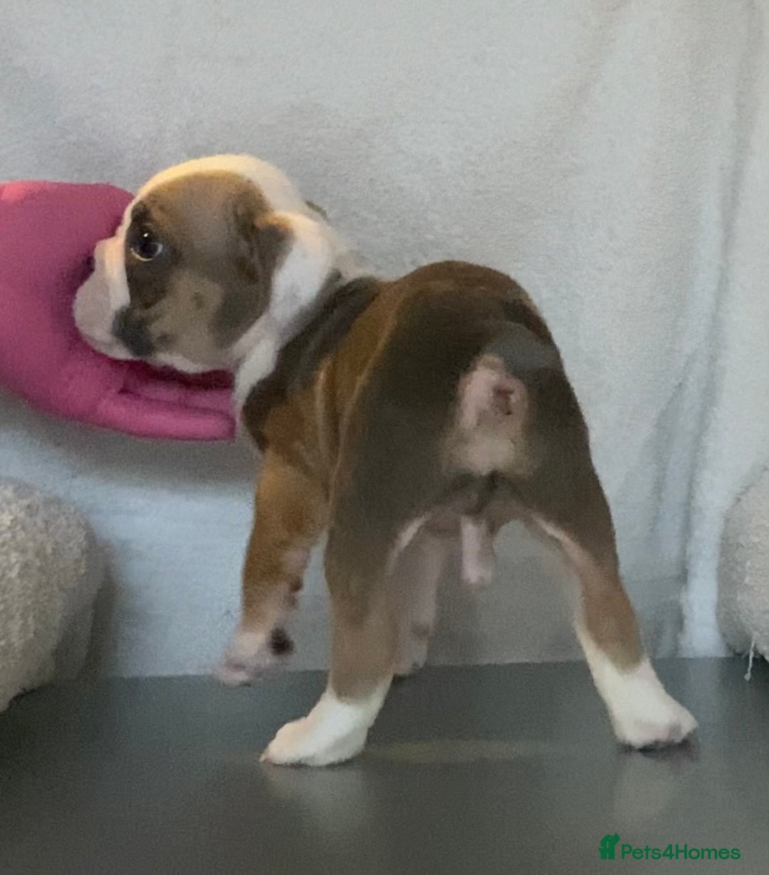English Bulldog dogs for sale: KC registered English Bulldog Puppies  - Image 15
