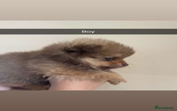 Pomeranian dogs for sale: Pomeranian puppy’s  - Image 4