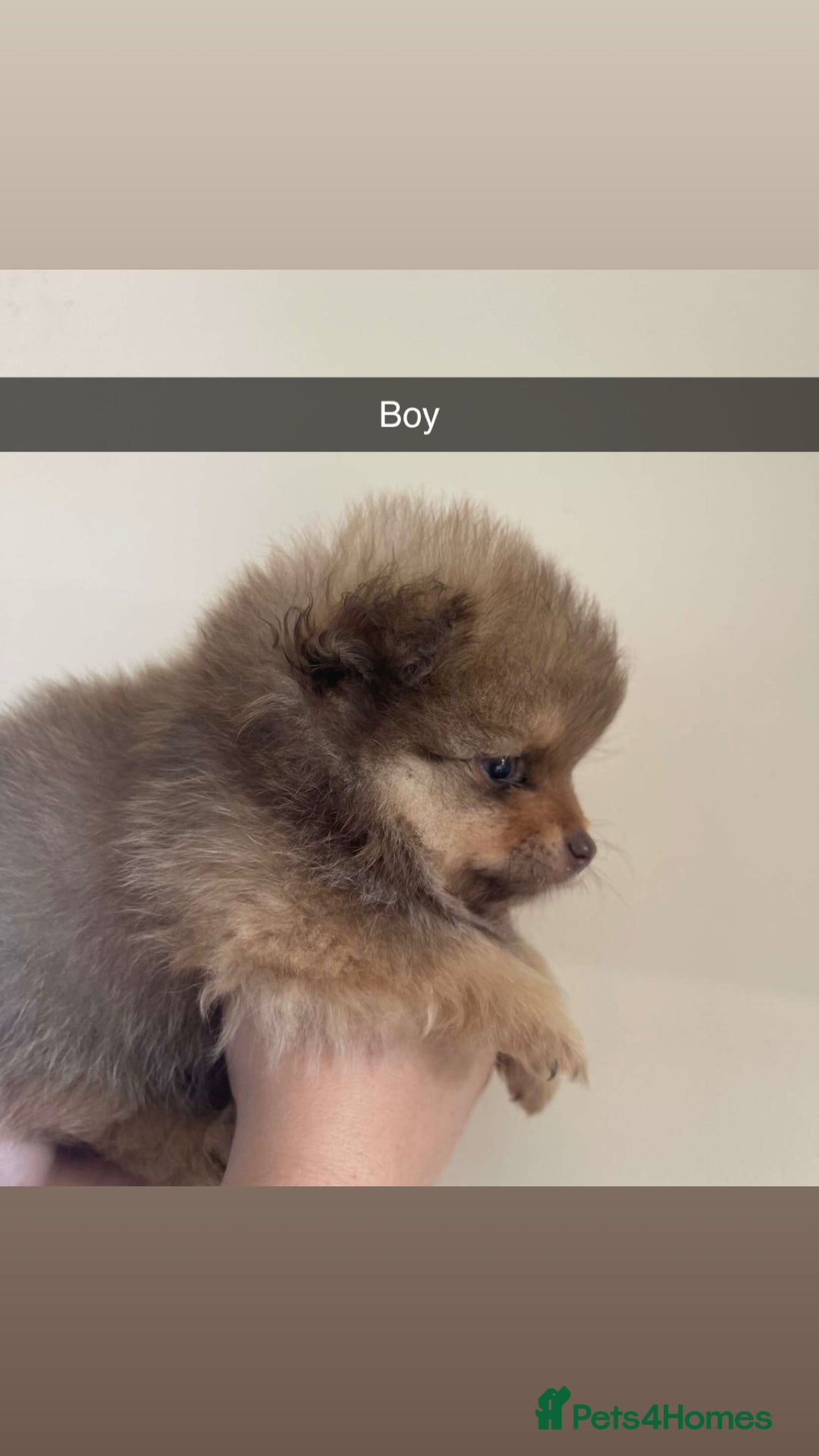 Pomeranian dogs for sale: Pomeranian puppy’s  - Image 4