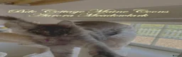 Maine Coon cats for sale: 🐾 Exceptional TICA Registered Maine Coon Kittens in Skegness - Advert 18
