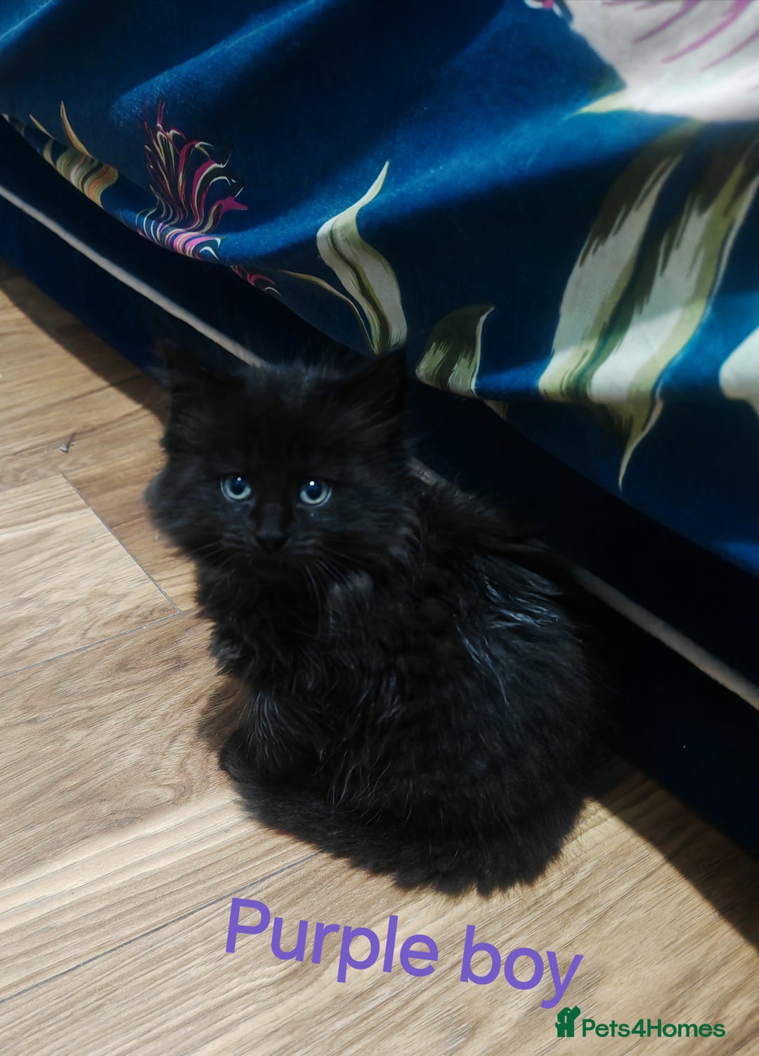 Mixed Breed cats for sale: Beautyfull fluffy kittens ragcoon - tuxedo cross  - Image 7