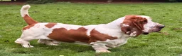 Basset Hound dogs for sale: Basset hound amazing couple  - Advert 11