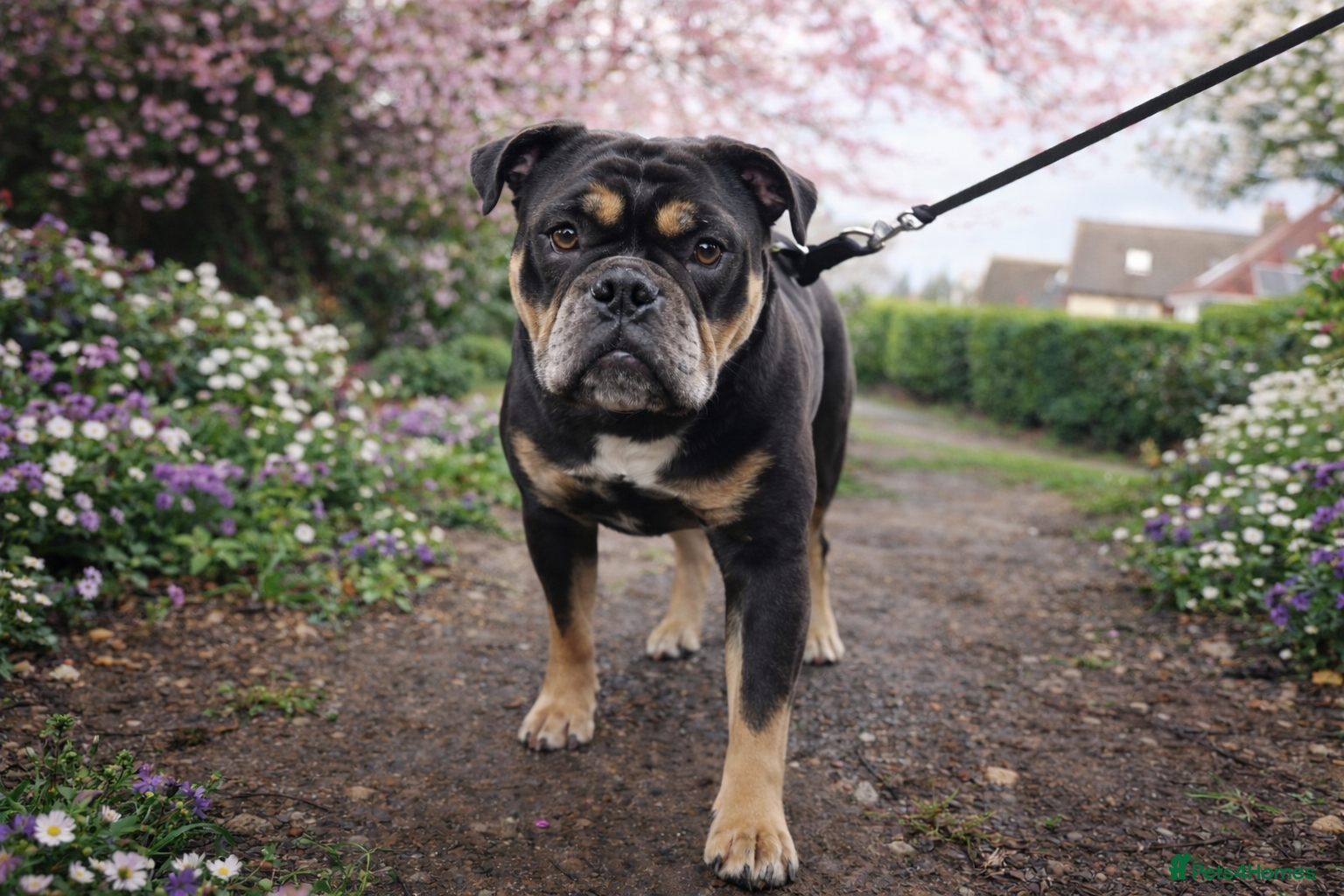 Olde English Bulldogge dogs Olde English Bulldog  - Advert 1