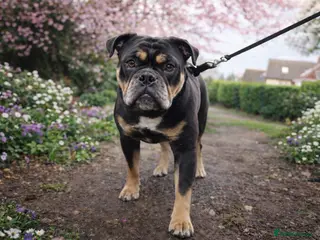 Olde English Bulldogge dogs Olde English Bulldog - Advert 1