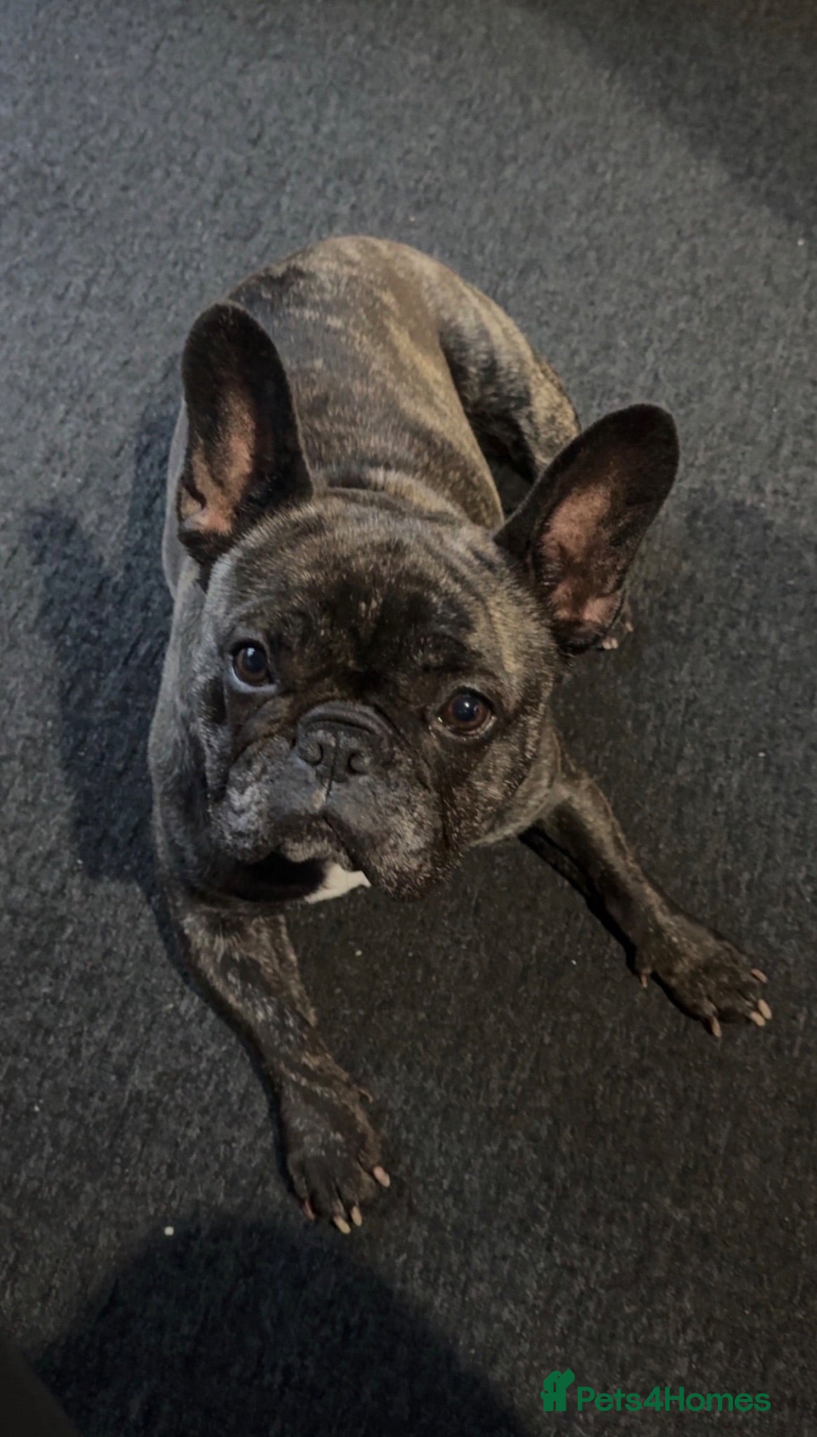 French Bulldog dogs French Bulldog for sale  - Advert 1
