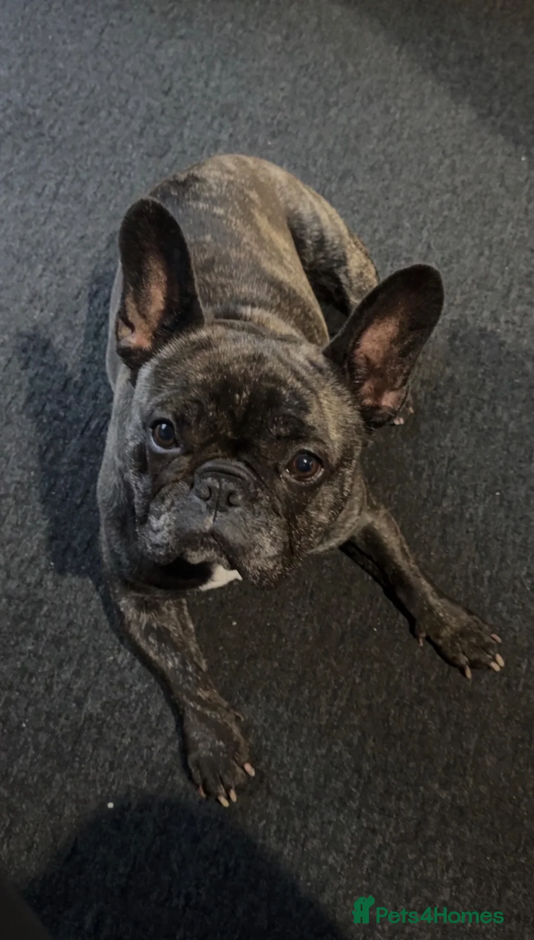French Bulldog dogs for sale: French Bulldog for sale  - Advert 1