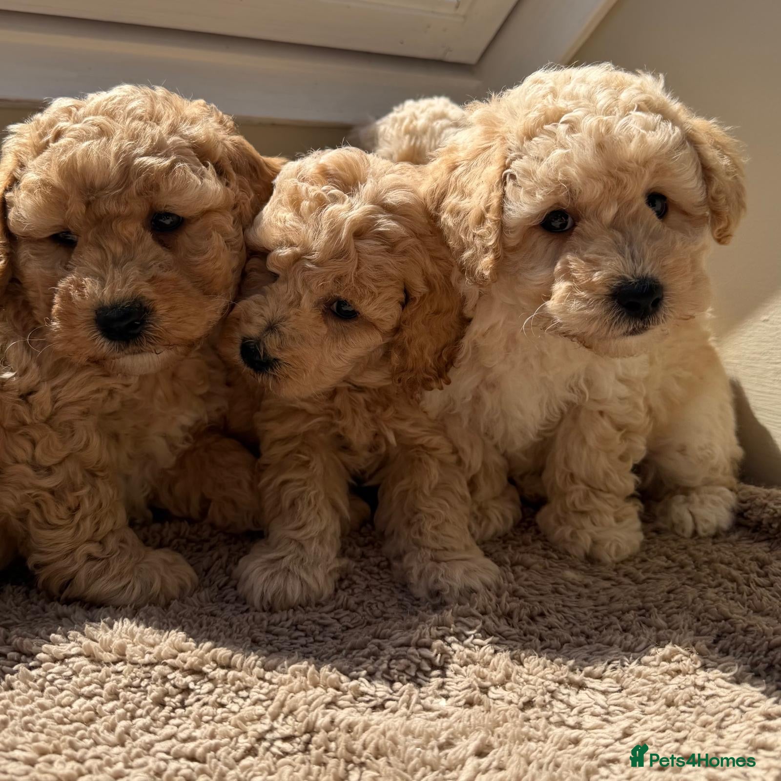 Poochon dogs Poochon F1 - Advert 1