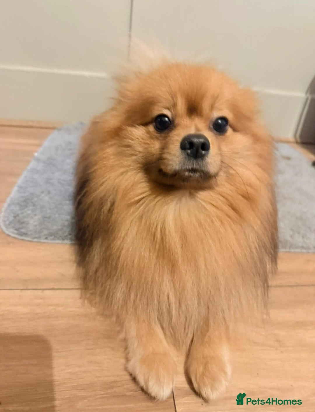 Pomeranian dogs for sale: Girl  - Advert 5