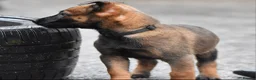 Belgian Shepherd Dog dogs for sale: Exclusive bloodlines  - Advert 37