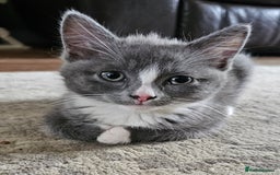 Mixed Breed cats for sale: 4 kittens looking for forever homes - Image 6