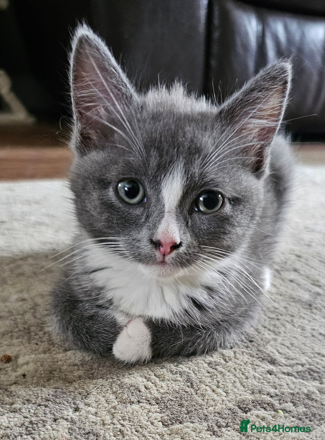 Mixed Breed cats for sale: 4 kittens looking for forever homes - Image 6