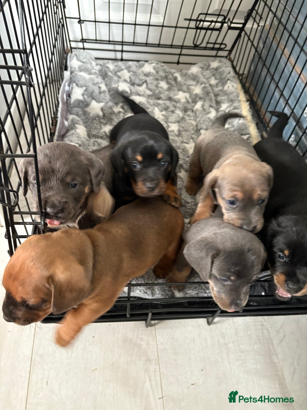 Mixed Breed dogs for sale: French bulldog x daschund - Image 10