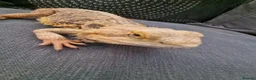 Bearded Dragon reptiles for sale: Male Bearded Dragon and Vivarium  in Hitchin - Advert 7