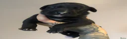Lurcher dogs for sale: Lurcher pups  - Advert 3