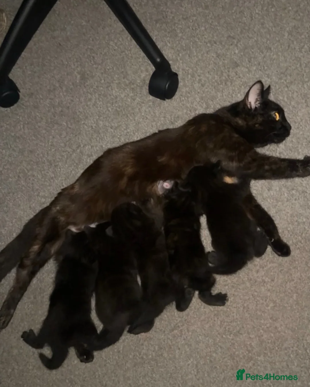 British Shorthair cats for sale: 5 beautiful boys for sale  - Advert 1