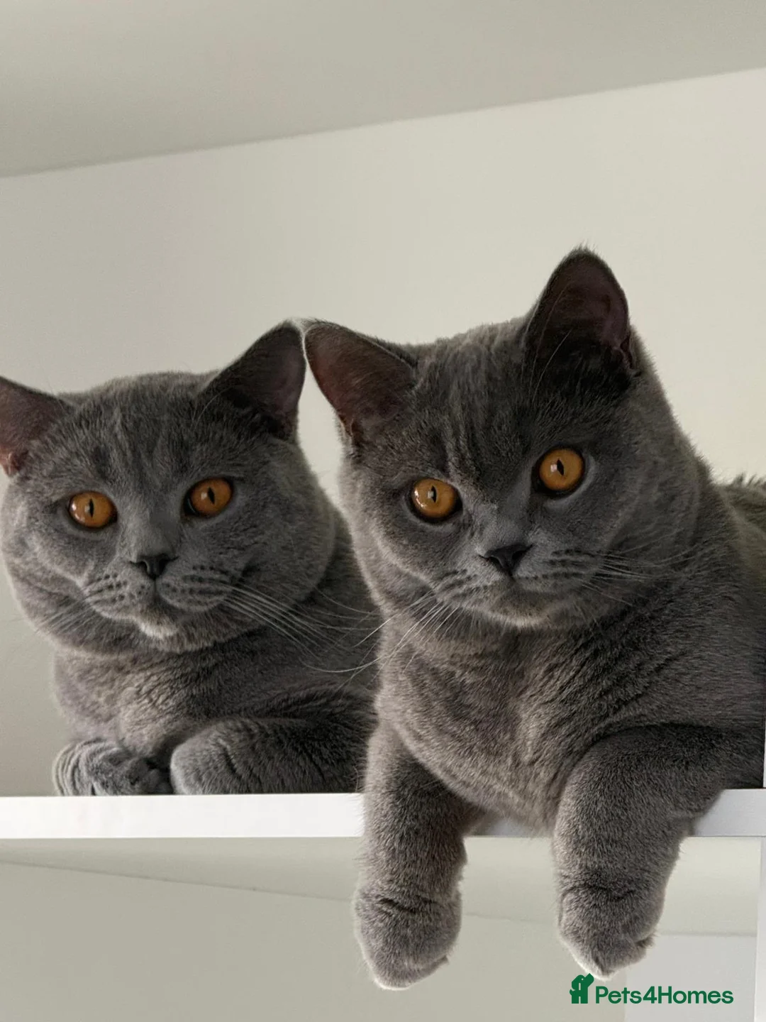 British Shorthair cats for sale: Brithish short hair - Advert 7