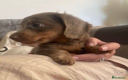Miniature Dachshund dogs for sale: Mini longhaired Isabella/tan Dachshunds VACCINATED - Image 12