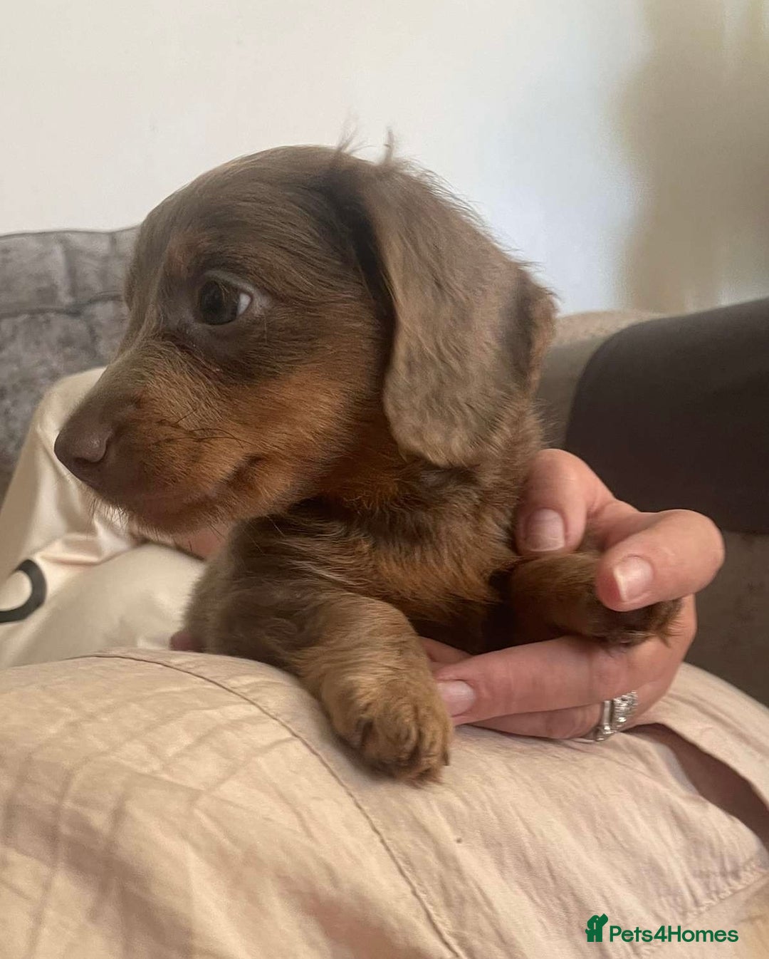 Miniature Dachshund dogs for sale: Mini longhaired Isabella/tan Dachshunds VACCINATED - Image 12
