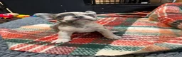 French Bulldog dogs for sale: Gorgeous French Bulldog Puppies for Sale  in Weymouth - Advert 10