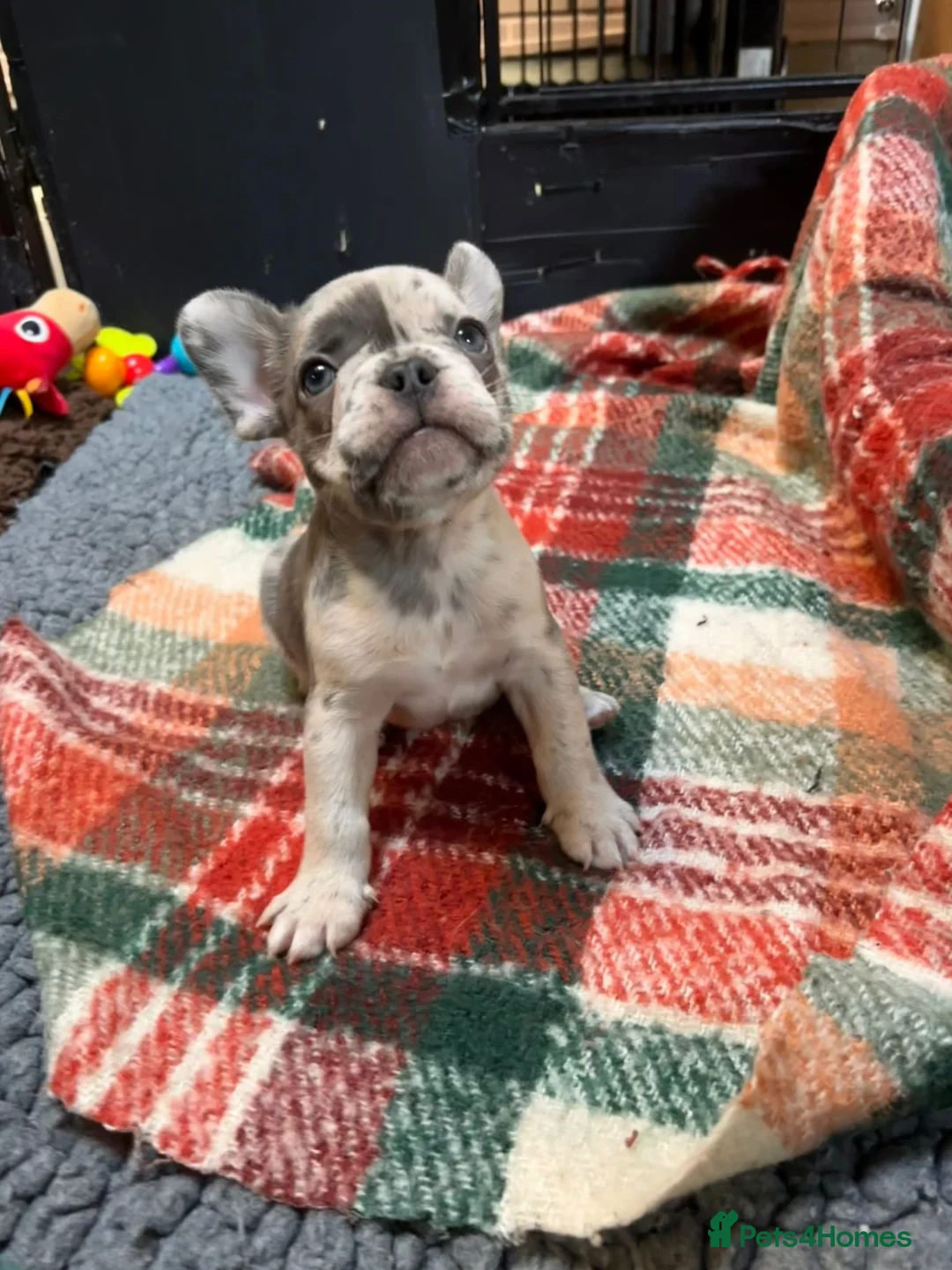 French Bulldog dogs for sale: Gorgeous French Bulldog Puppies for Sale  in Weymouth - Advert 10
