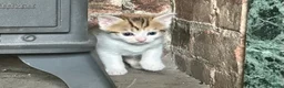 Mixed Breed cats for sale: Tabitha has had a joyful litter of 7 beauties! - Advert 3