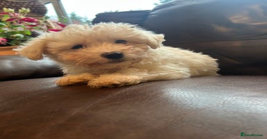 Mixed Breed dogs - Advert 2