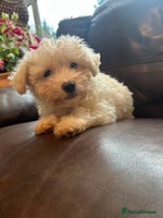 Mixed Breed dogs - Advert 2