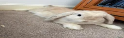 Mini Lop rabbits for sale: Mini Lop Rabbits  in Cottingham - Advert 6
