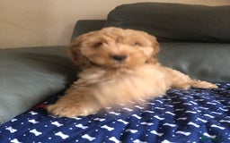 Cockapoo dogs for sale: Fully vac’d Dna health tested clear Cockapoo’s  - Image 5