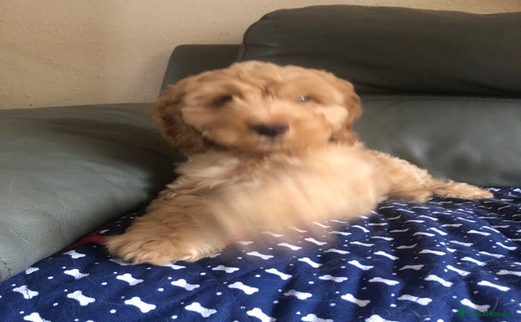 Cockapoo dogs - Advert 4