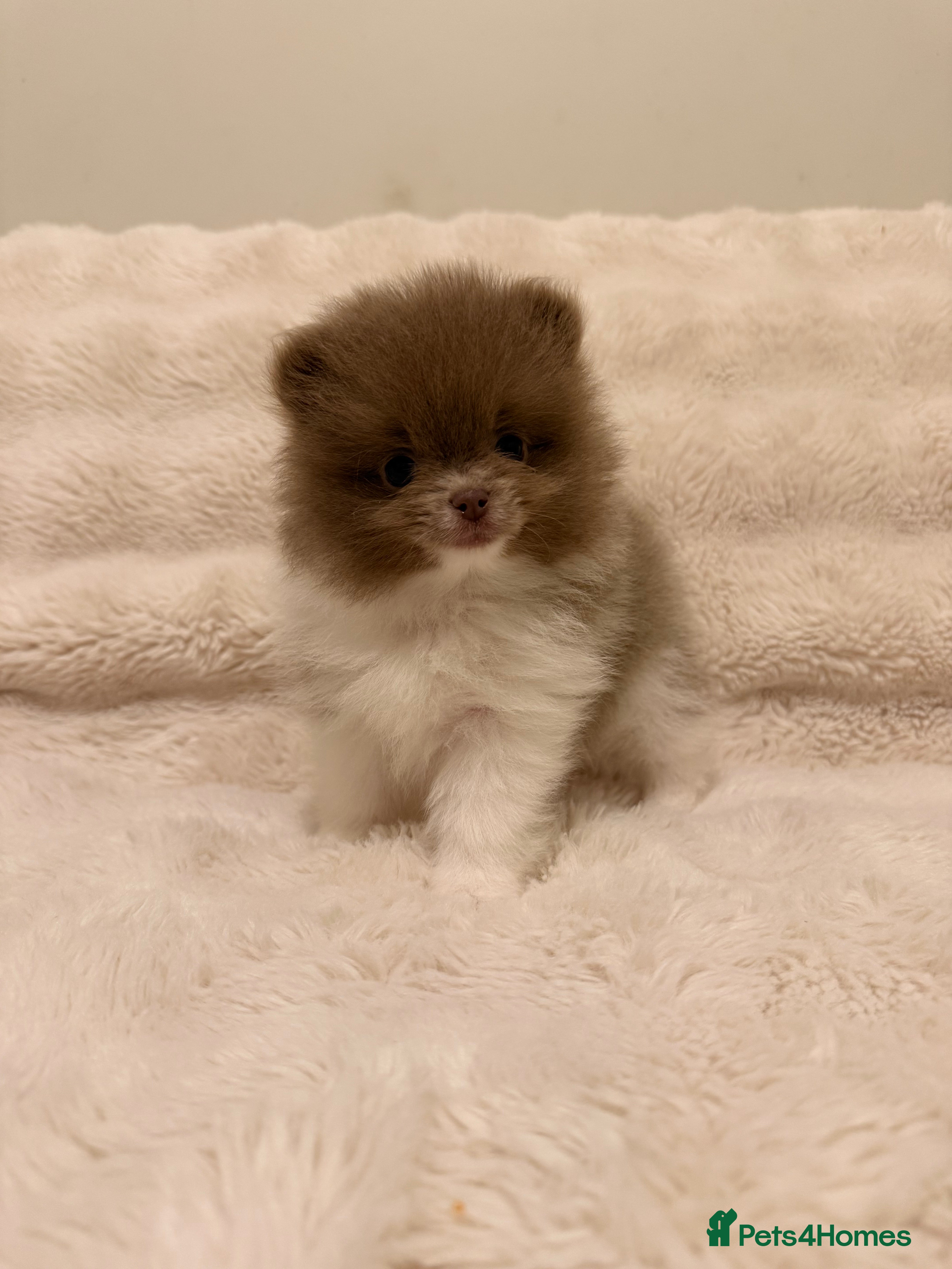 Pomeranian dogs KC Registered Lilac Parti Pomeranian 💜 - Advert 9
