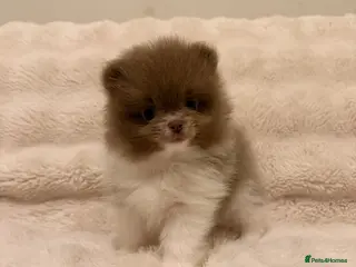 Pomeranian dogs KC Registered Lilac Parti Pomeranian 💜 - Advert 9