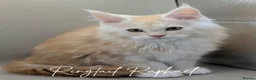 Maine Coon cats for sale: GCCF Reg'd Maine Coon Kittens Ready End of June - Advert 2