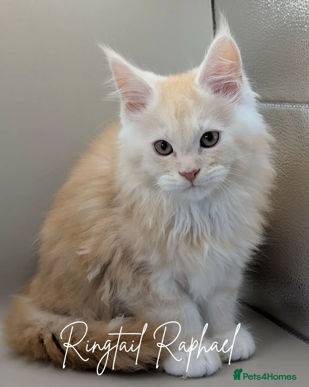 Maine Coon cats for sale: GCCF Reg'd Maine Coon Kittens Ready End of June - Advert 2