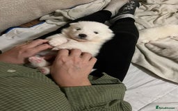 Samoyed dogs for sale: Samoyed puppies for sale - Image 7