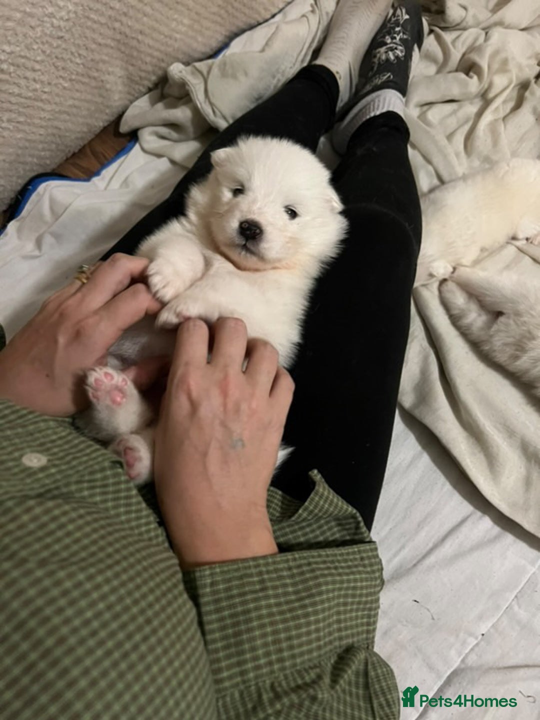 Samoyed dogs for sale: Samoyed puppies for sale - Image 7