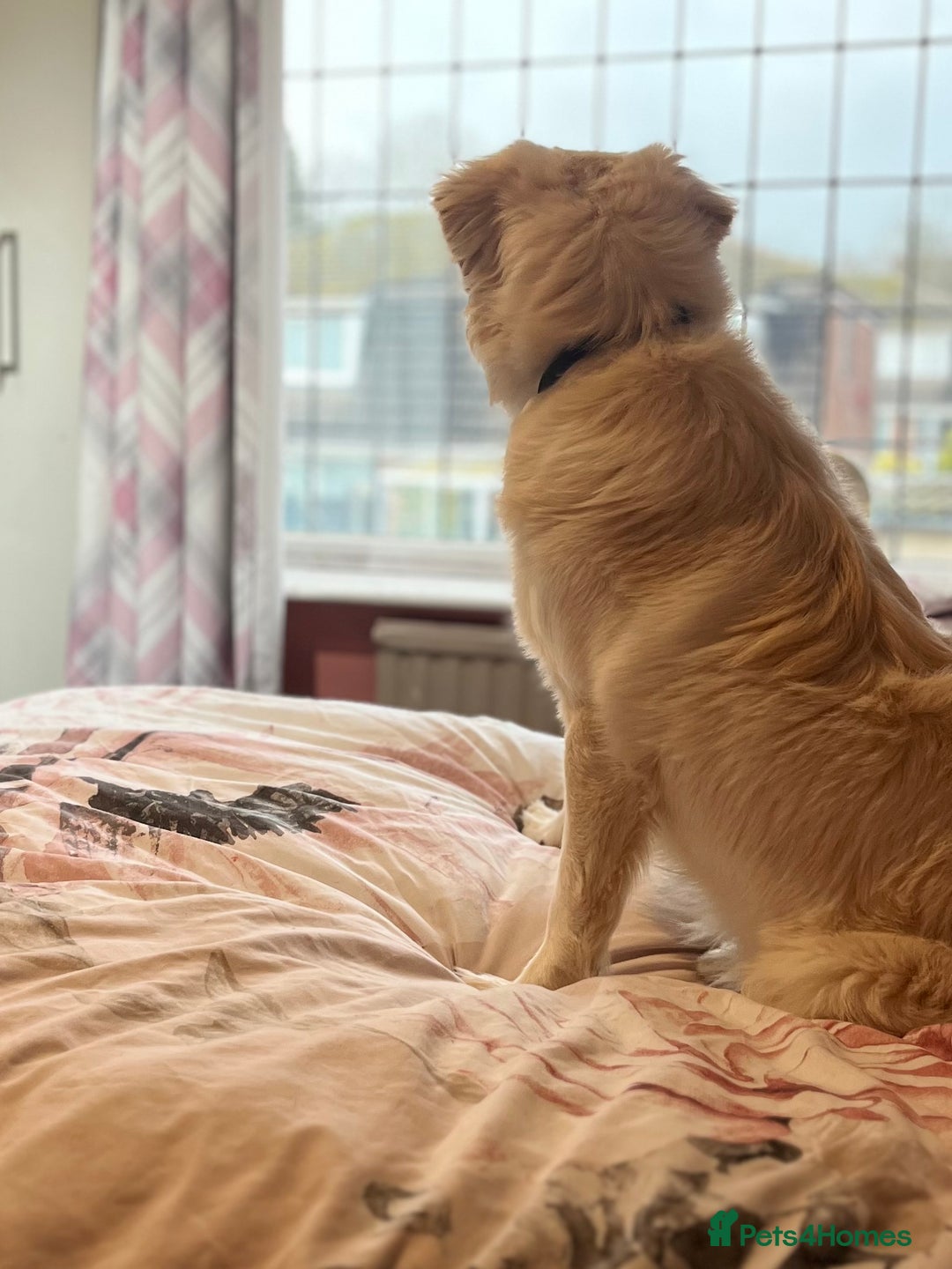 Golden Retriever dogs for sale: Golden retriever 17 month old - Image 8