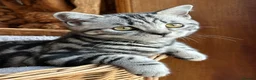 British Shorthair cats for sale: British shorthair Silver tabby  - Advert 27