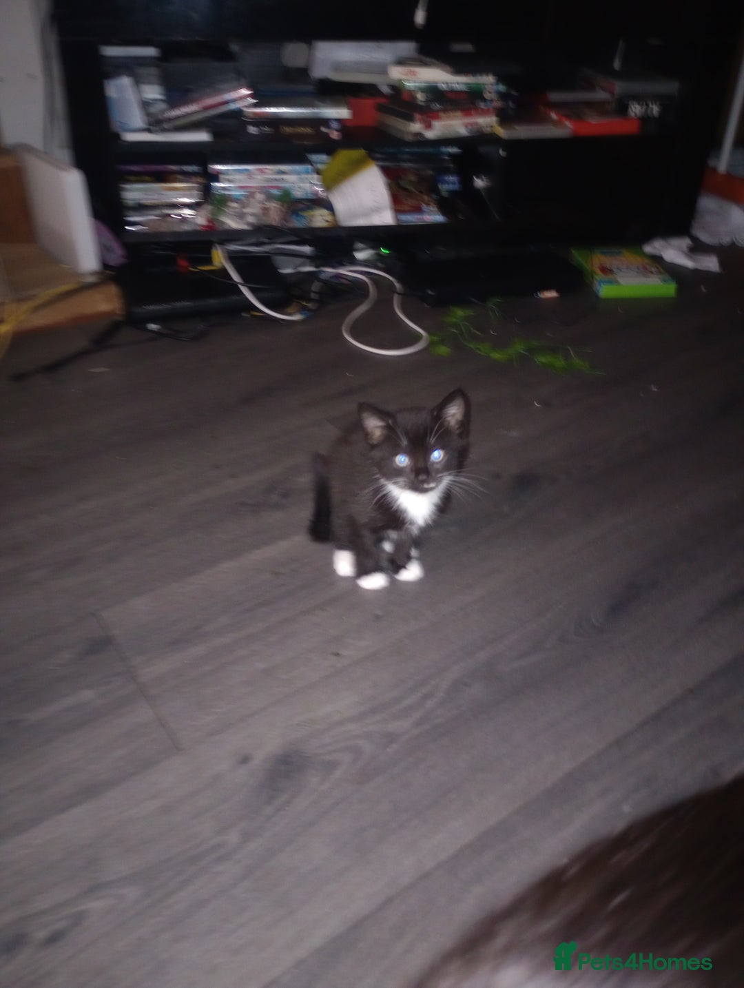 Mixed Breed cats for sale: Kittens  - Image 1