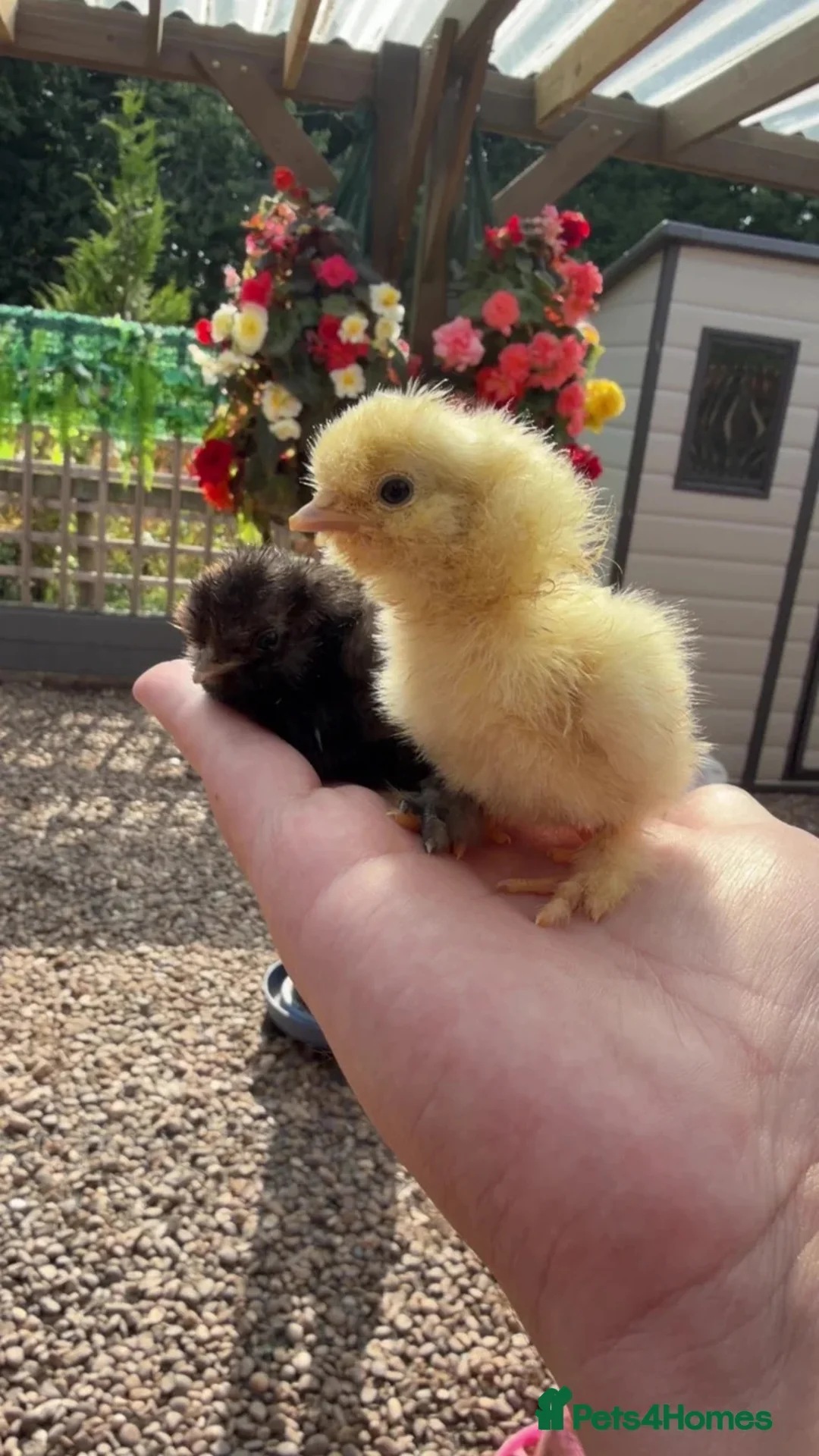 Chickens poultry for sale: Silkie Chicks - Advert 2