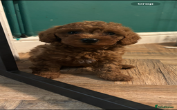Cavapoo dogs for sale: F1b cavapoo - Image 4