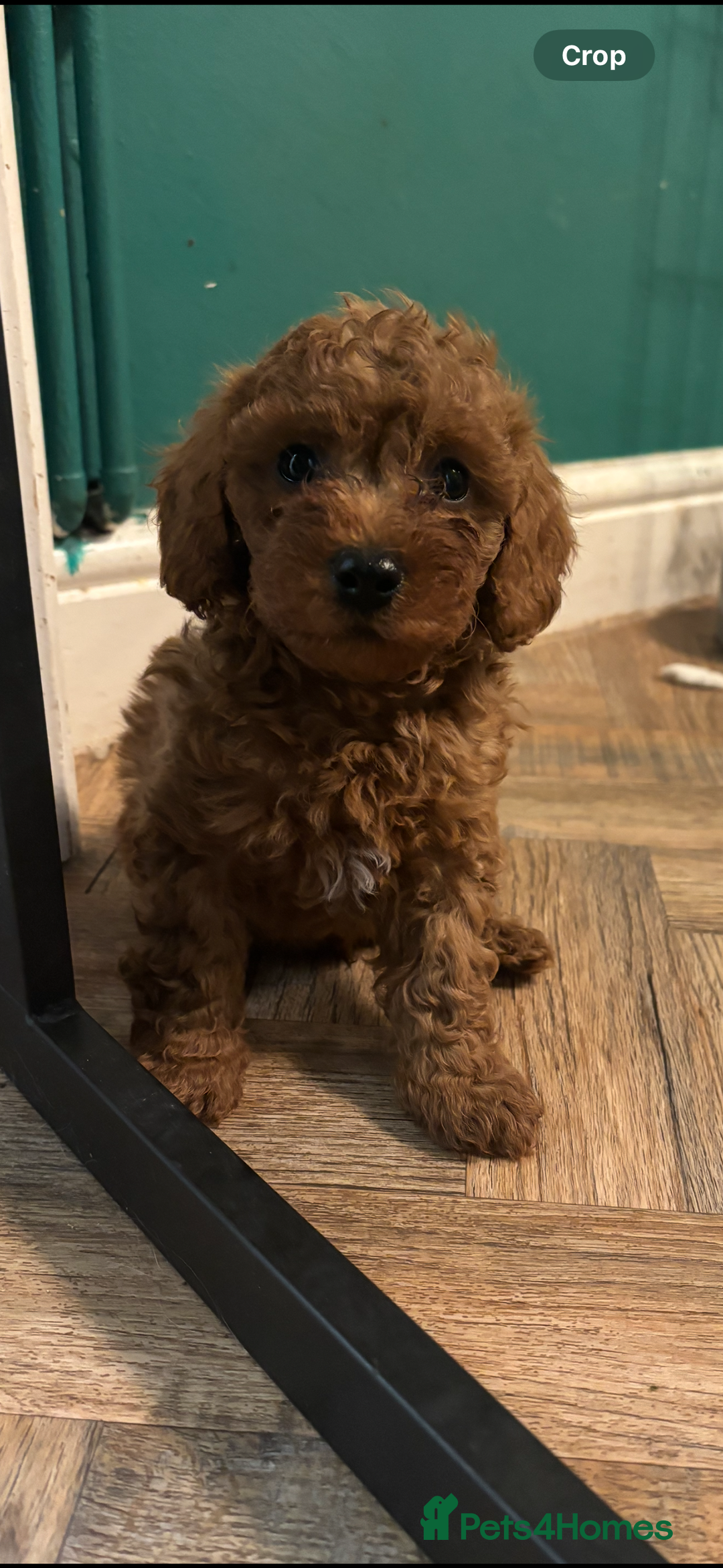 Cavapoo dogs for sale: F1b cavapoo - Image 4